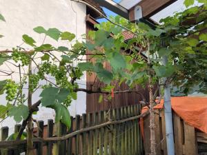 Giardino di Ferienwohnung Schreiner