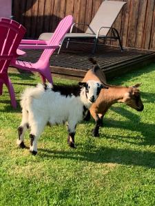 Dos cabras paradas en el césped junto a una silla rosa. en Studio La vie est belle, en Abbeville