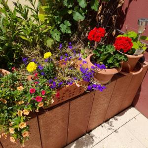 Zahrada ubytování FeWo Sonnenblume