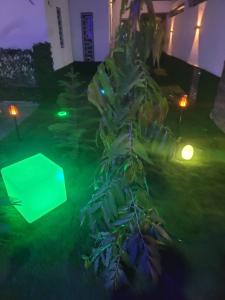 a green light next to a tree in a yard at Burj chambre in Ngaparou