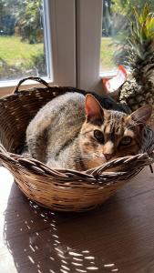 a cat laying in a basket on a table at Villa del Lupo in Santa Maria la Palma