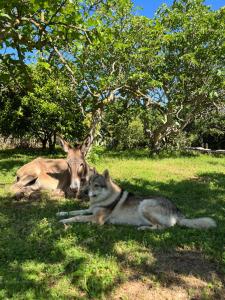 a gazelle and a dog laying in the grass at Villa del Lupo in Santa Maria la Palma