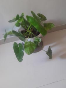 a potted plant sitting on top of a table at AGRAWAL BHAVAn 1 only for indians in Mumbai