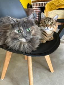 two cats sitting on top of a chair at Villa del Lupo in Santa Maria la Palma