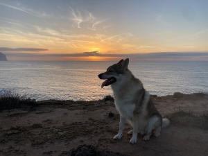 a dog sitting on the beach at sunset at Villa del Lupo in Santa Maria la Palma