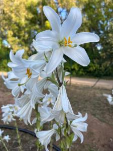a group of white flowers on a stem at Villa del Lupo in Santa Maria la Palma