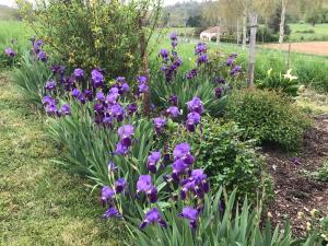 un mazzo di fiori viola in un giardino di La maison de Laujol a Moissac