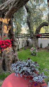 Κήπος έξω από το Valia House Thassos