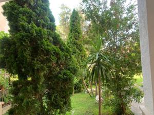 a garden with trees and a palm tree at Mani rooms in Durrës