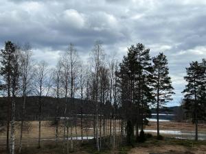 コングスビンゲルにあるStor leilighet på Finnskogen - stillhet og roの湖畔の畑の木々
