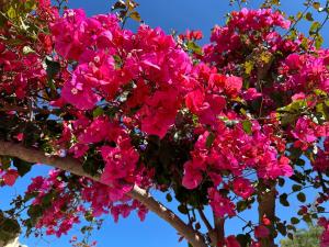 a bunch of pink flowers on a tree at Maria House, Jacuzzi e Patio in Olbia