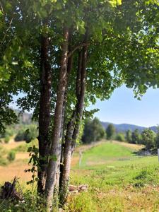 Příroda nedaleko apartmánu