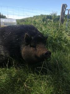 Φωτογραφία από το άλμπουμ του La Tente Tipi au Ranch du Bonheur σε Tourtouse