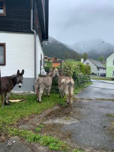 Domácí mazlíčci ubytovaní s hosty v ubytování Wengerwirt zur Laube Komfortzimmer Deluxe + 37 fotografií
