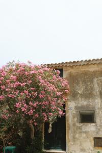 a tree with pink flowers in front of a building at Alap Apartment in Angeles