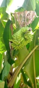 Fotografie z fotogalerie ubytování Blossom House Zanzibar v destinaci Kitongani