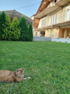a cat laying in the grass in a yard at DOBRA GAZDA - transit sleep in Dobra