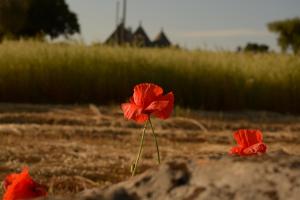 Fotografie z fotogalerie ubytování Par Tòt v destinaci Locorotondo