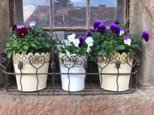 three flower pots sitting on a window sill at Ferienwohnungen Hanst in Mossautal