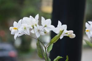 Giardino di Hotel Neelgiri - Manali Diaries
