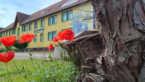 Eine Gruppe roter Blumen vor einem gelben Gebäude in der Unterkunft Hotel Wandersleben - Erfurt in Wandersleben
