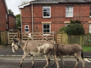 due animali che camminano lungo una strada davanti a una casa di Fabulous cottage in the heart of the New Forest - Great for families and groups, sleeps 9 a Brockenhurst