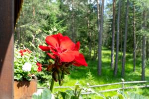 Zahrada ubytování B&B Villa La Bercia