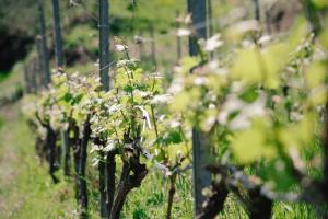 Vonkajšia záhrada v ubytovaní Agriturismo Valcrosa