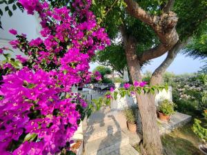 Zahrada ubytování Bed & Breakfast Josip