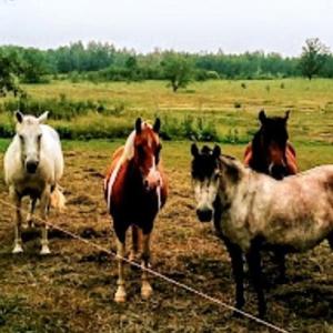 a group of horses standing in a field at Beach Mirage Suites , Rm #4 in Brook Park