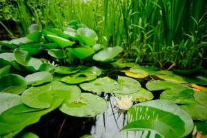a pond with lily pads and green plants at Anno 1900 Hotel Babelsberg in Potsdam