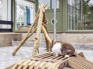 Domácí mazlíčci ubytovaní s hosty v ubytování Villa Hanstholm II