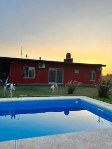 dos perros caminando frente a una casa roja en LA QUINTA DE LOLI, en San Pedro