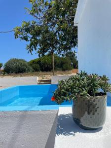 a plant in a pot sitting next to a pool at Alentempo in Aldeia de Brescos