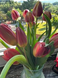 a vase filled with red tulips in a window at Ferienwohnung WerraLiebe in Bad Sooden-Allendorf +9 photos
