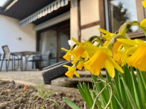 a bunch of yellow flowers in front of a house at Haus Delbar in Bodman-Ludwigshafen +6 photos