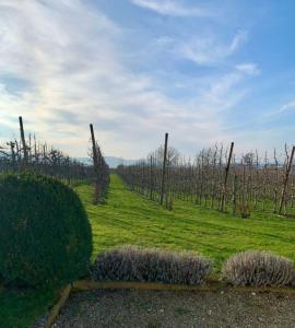 a vineyard with trees in a green field at Haus Elstar in Bodman-Ludwigshafen