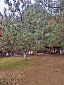 Un árbol con muchas manzanas en un campo. en Cabaña D' Torres, en Mazamitla