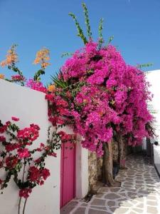 a bunch of pink flowers on a white building at Villa Mountain View North Coast ماونتن فيو رأس الحكمه in Ras Elhekma