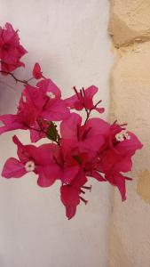 a bunch of pink flowers on a wall at L'Alloggio dell'Artista in Belpasso