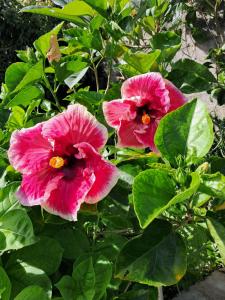 Imagen de la galería de Papol et tella guesthouse, en Saint Francois