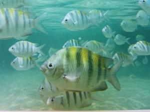 a group of fish swimming in the water at Alizées Moreré in Ilha de Boipeba