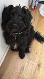 a black dog laying on a wooden floor at Villa del Lupo in Santa Maria la Palma