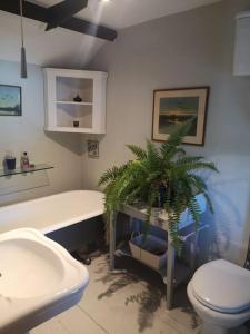 a bathroom with a toilet and a plant in it at Heath Cottage Lower Southrepps north Norfolk in Cromer