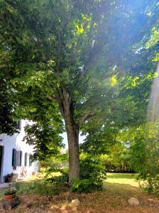 a large tree in the middle of a yard at Casa Tilia in Montecalvo in Foglia