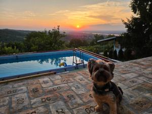 un piccolo cane seduto su un patio accanto alla piscina di Vila Teja a Ledinci