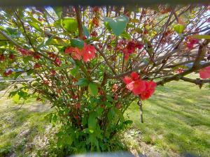 Podere Ronchetto Agriturismo外面的花园