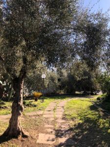un albero in mezzo a una strada sterrata di Casa Vacanza L'ulivo a Paterno