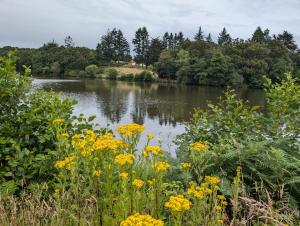 a body of water with yellow flowers and trees at La Petite Maison de Locarn in Locarn +6 photos