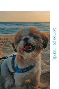 Domácí mazlíčci ubytovaní s hosty v ubytování Apartamento Com Piscina e Sacada Gourmet- Aviação# + 28 fotografií